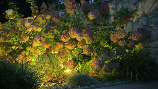Hydrangeas bathed in soft landscape lighting, showcasing how outdoor wall lights elevate plant displays at night.