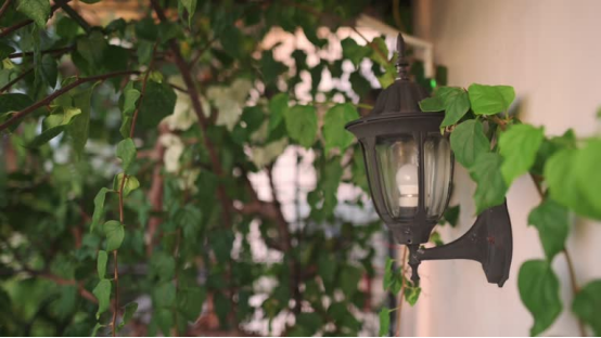 A vintage outdoor wall light partially framed by climbing vines, demonstrating the charming, organic pairing of classic fixtures and foliage.